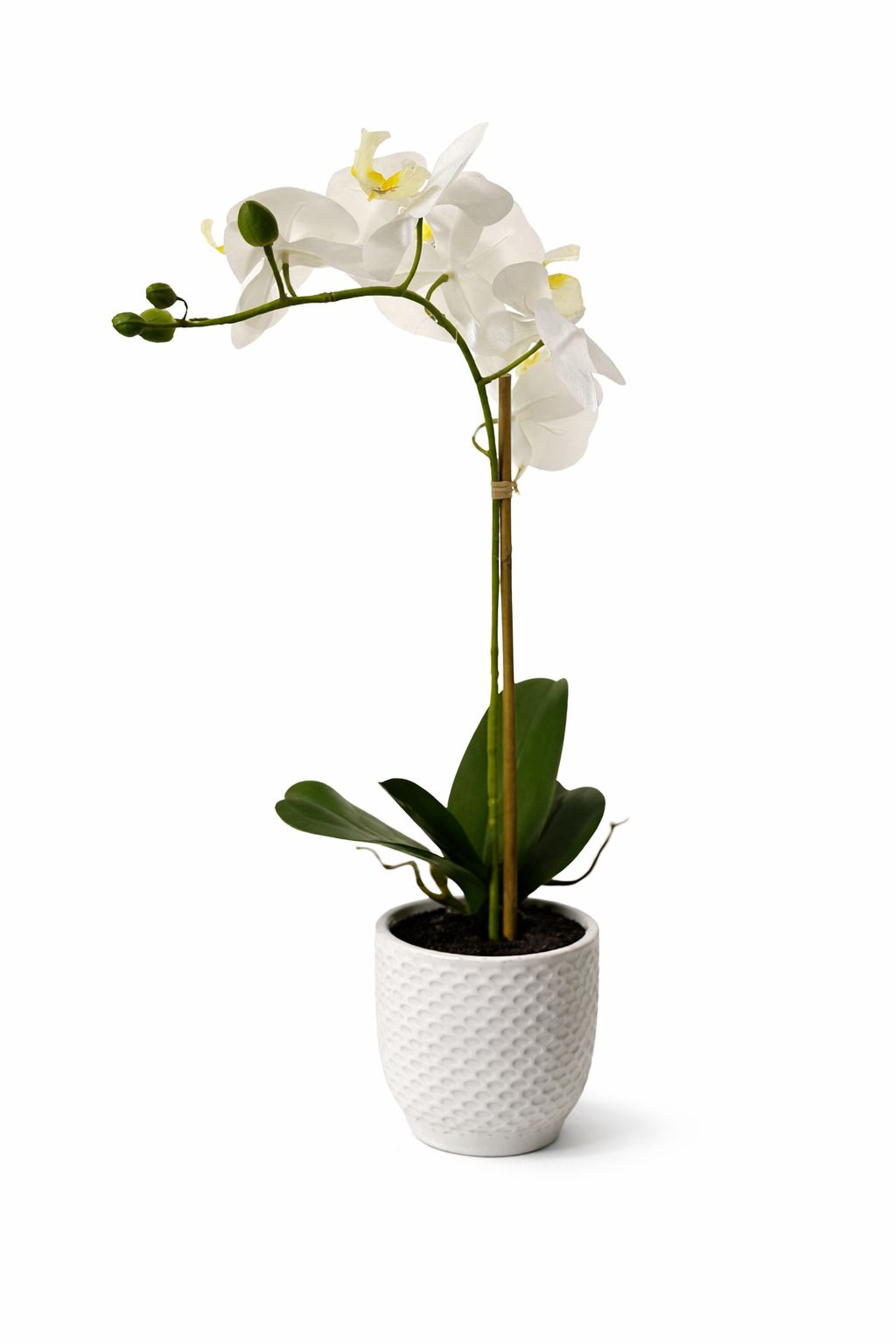 Orchidea bianca e gialla con vaso bianco|Belda