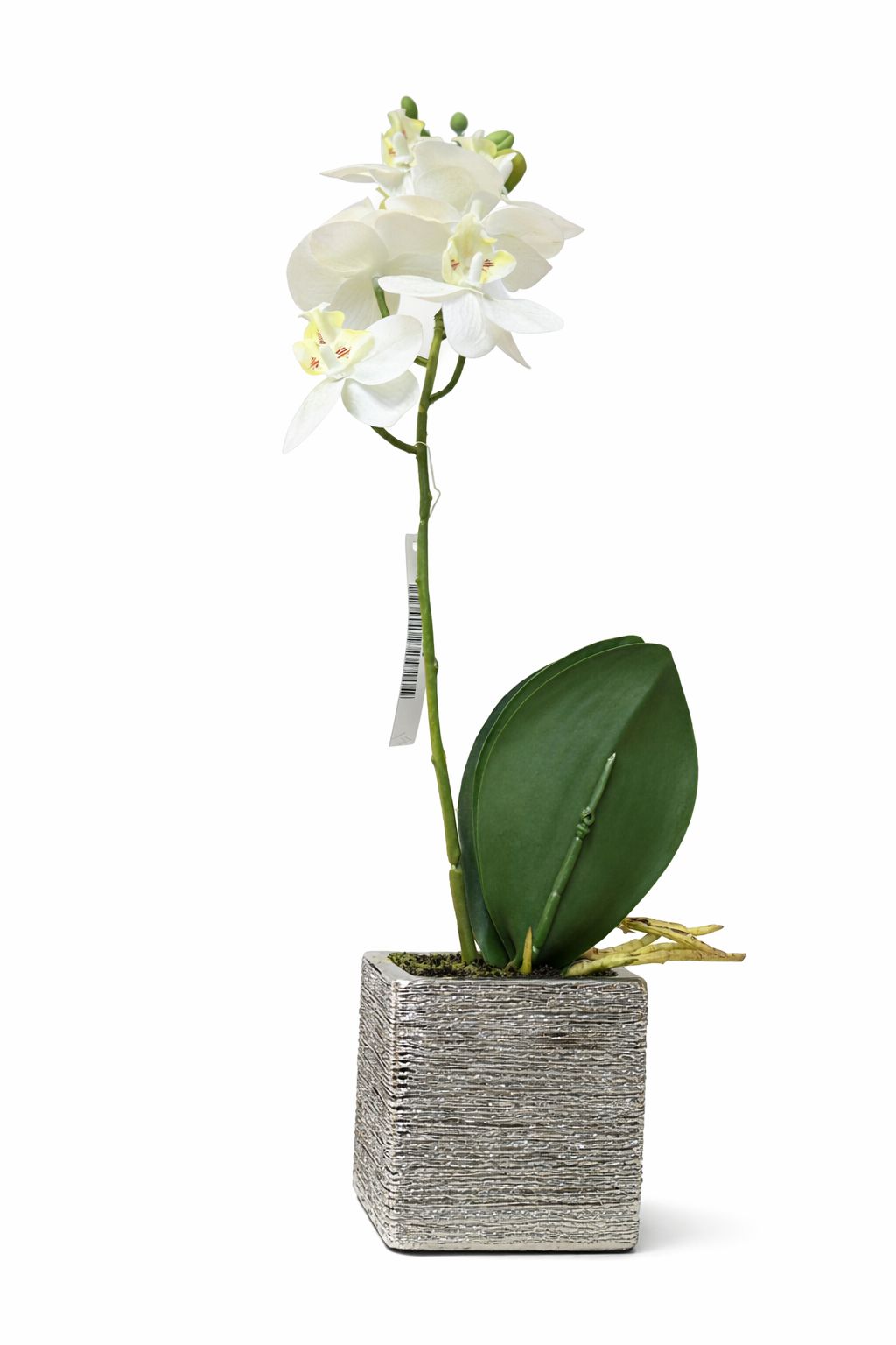 Orchidea bianca 36hx8 | Belda