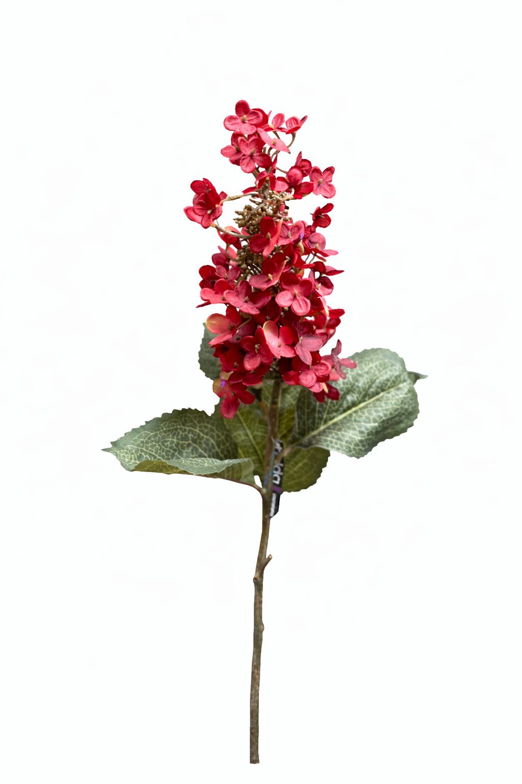 Ortensia paniculata rossa|Belda