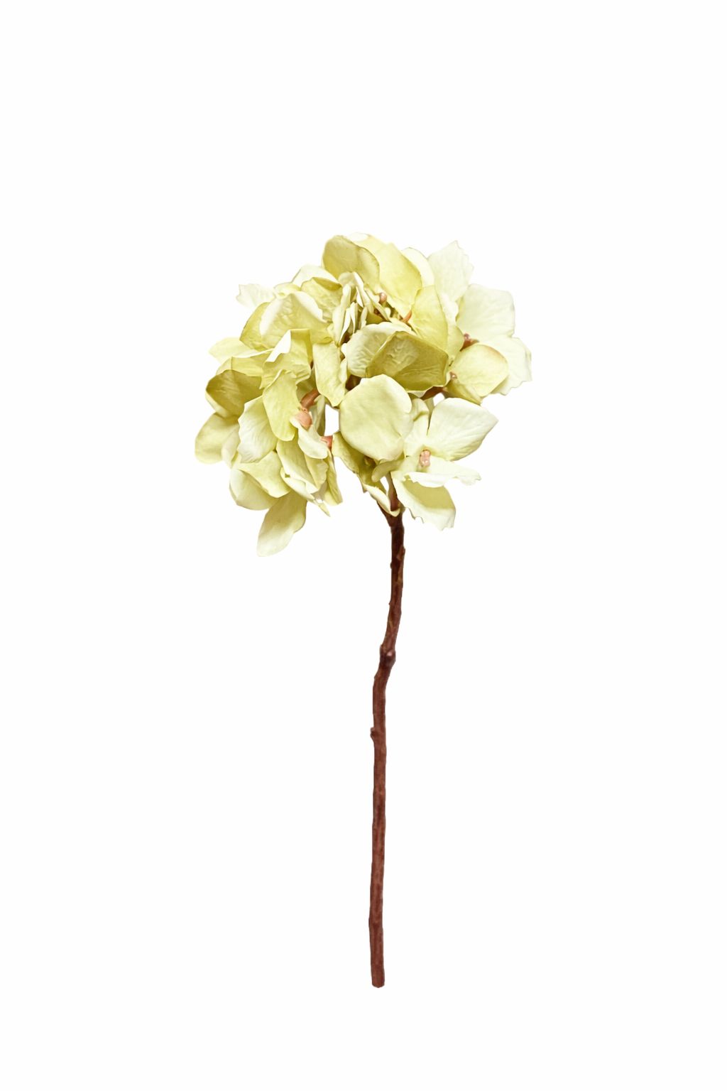 Ortensia verde|Belda