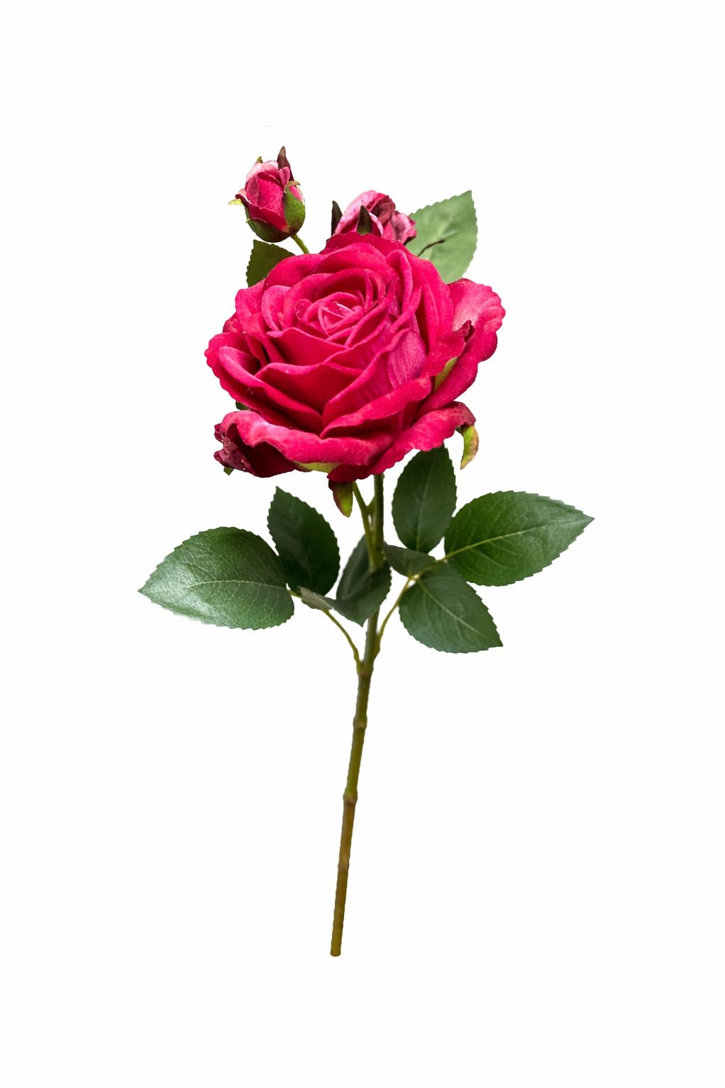 Rosa rossa con rose piccole