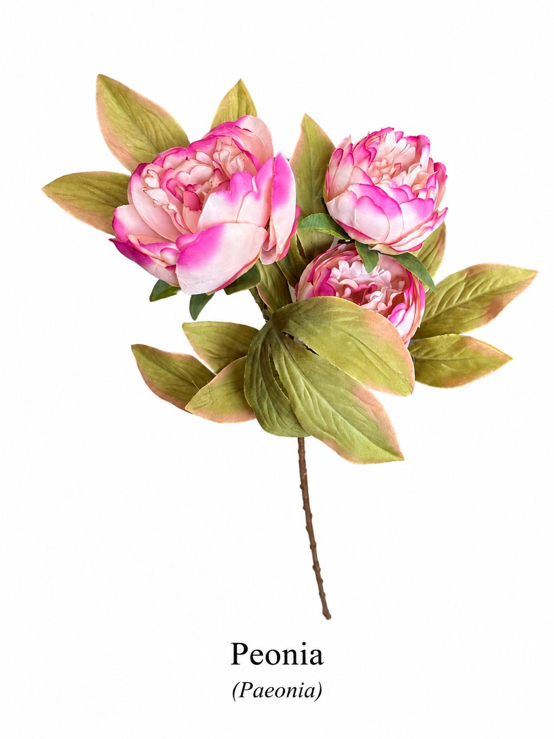 Peonia Artificilale