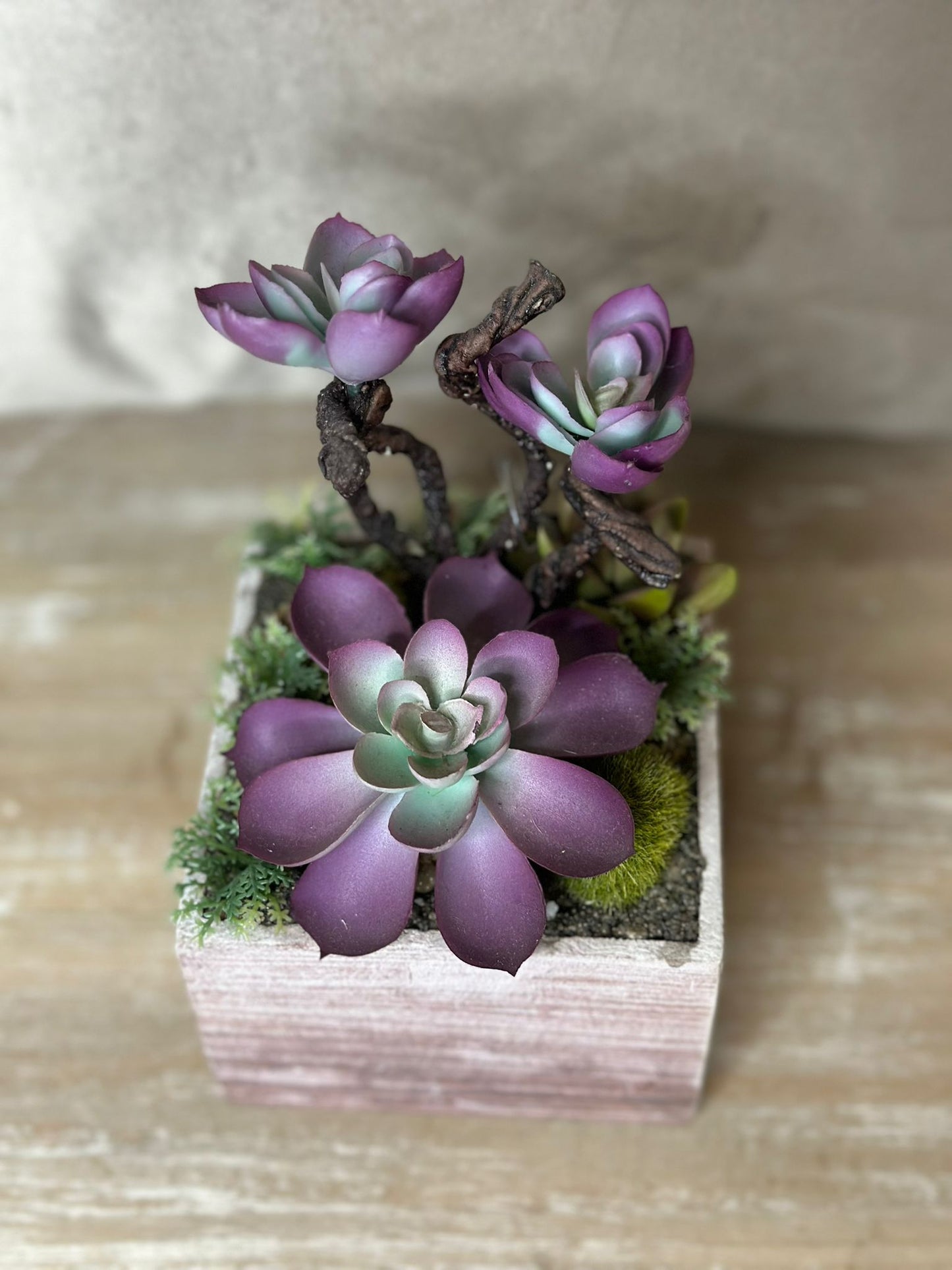 Pianta grassa con vasetto rosa