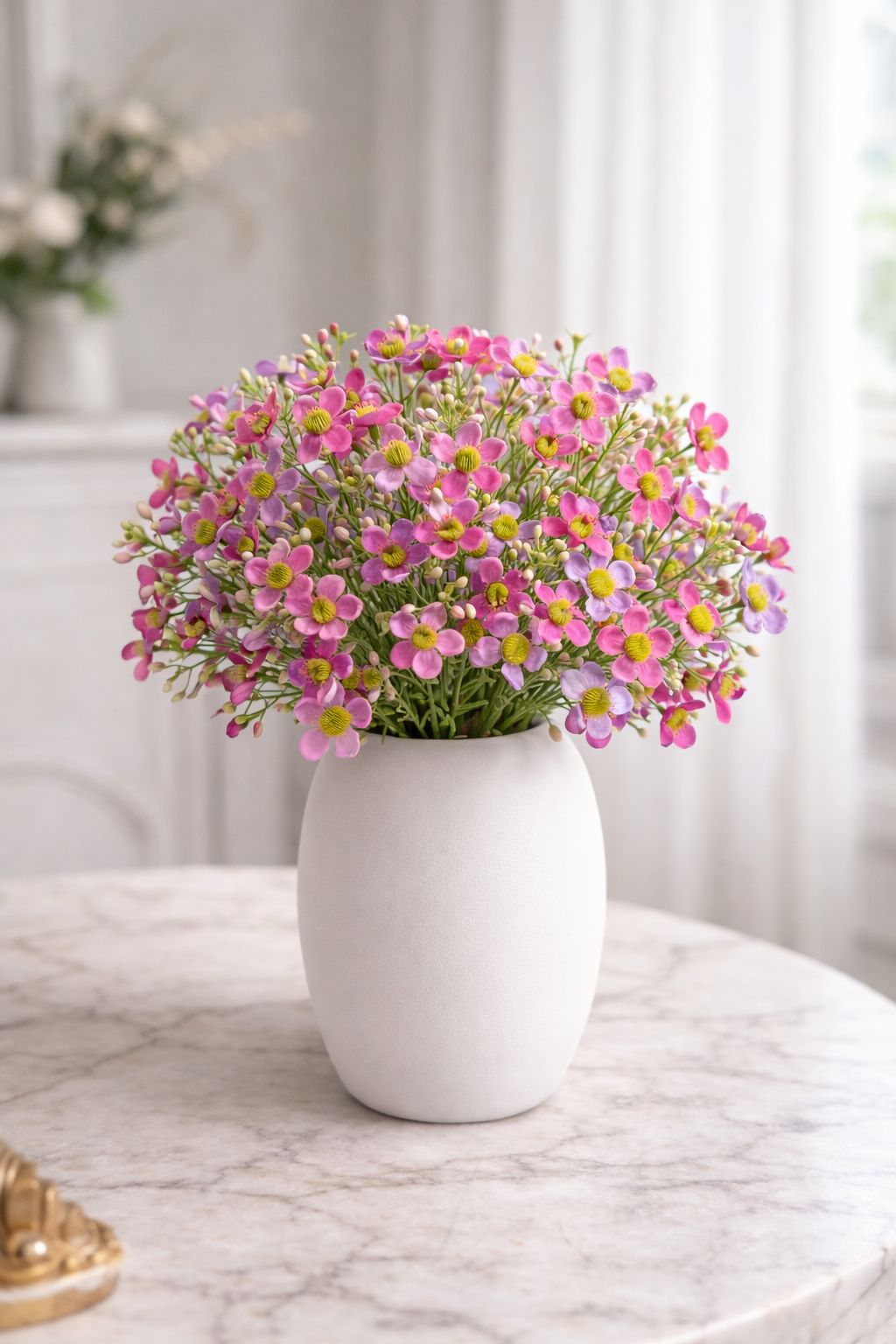 Wax flower |Belda