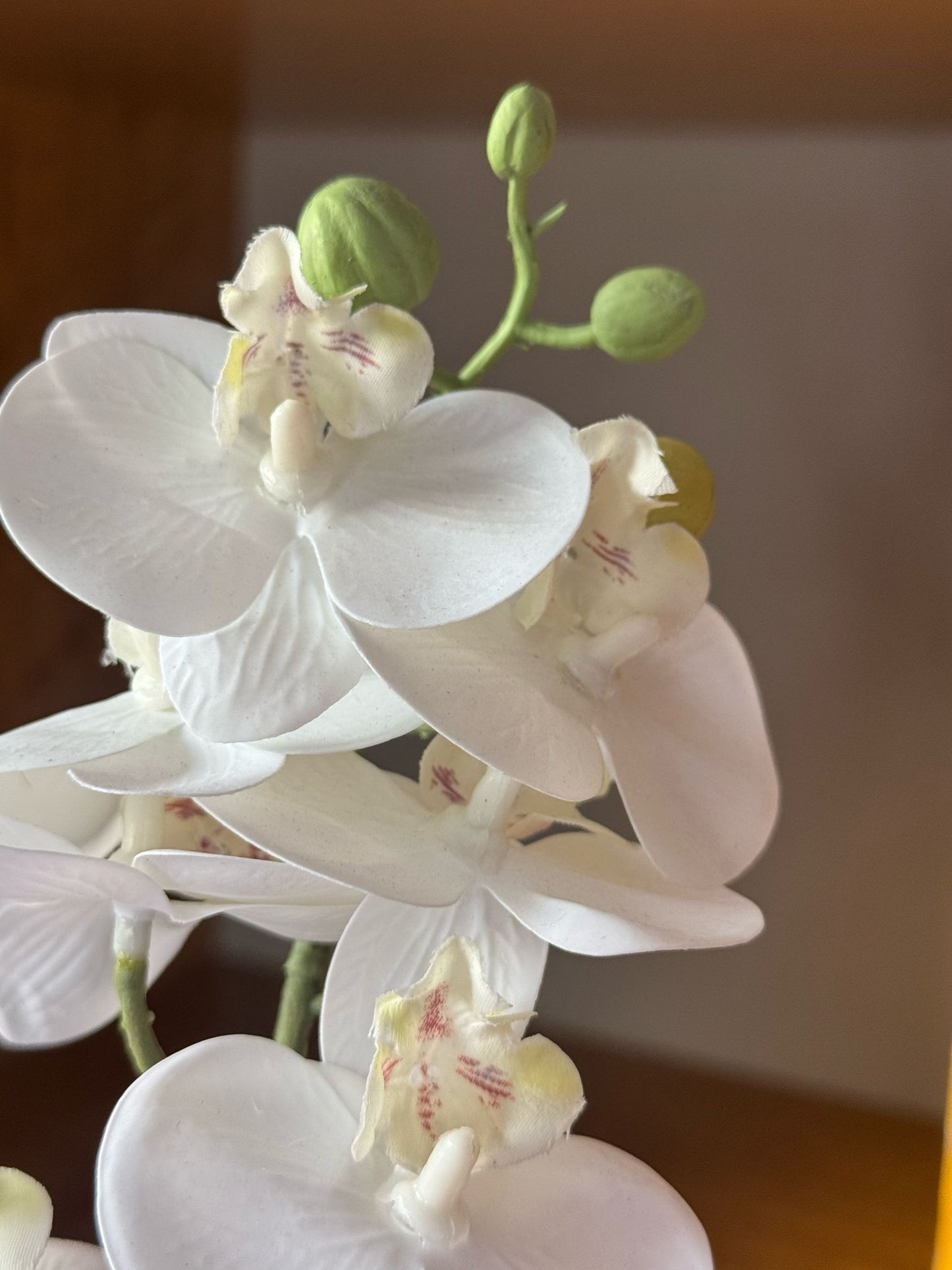 Pianta di Orchidea finta