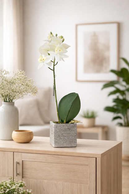 Orchidea bianca 36hx8 | Belda
