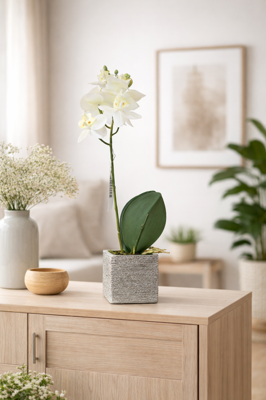 Orchidea bianca 36hx8 | Belda