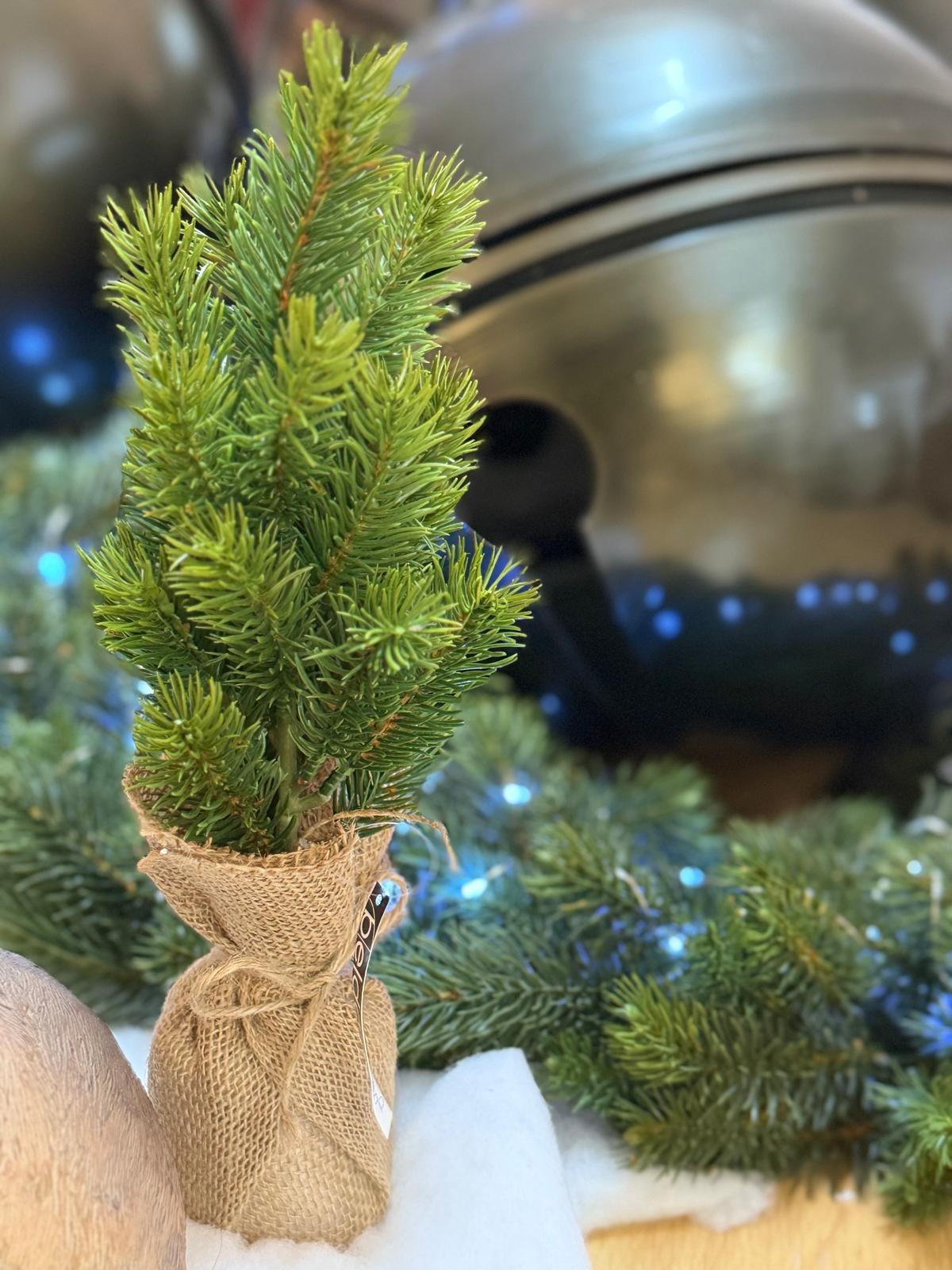 Pini alberelli 14x31cm