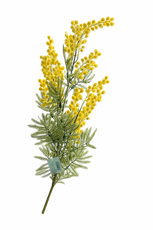 Ramo di mimosa| Dino Bianchi