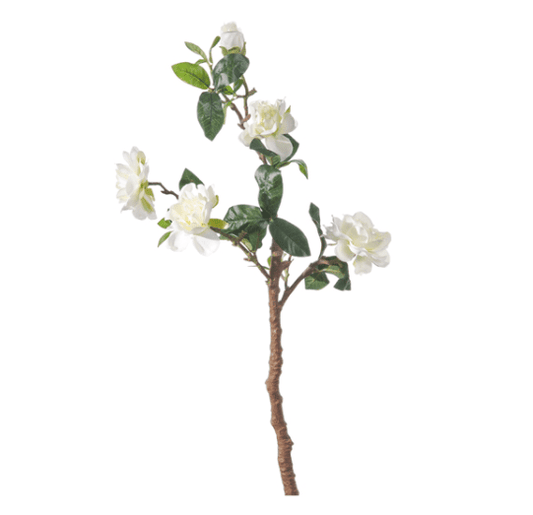 Gardenie bianche| Bruco