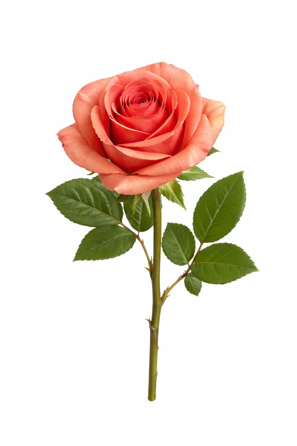 Rosa bianca-arancione