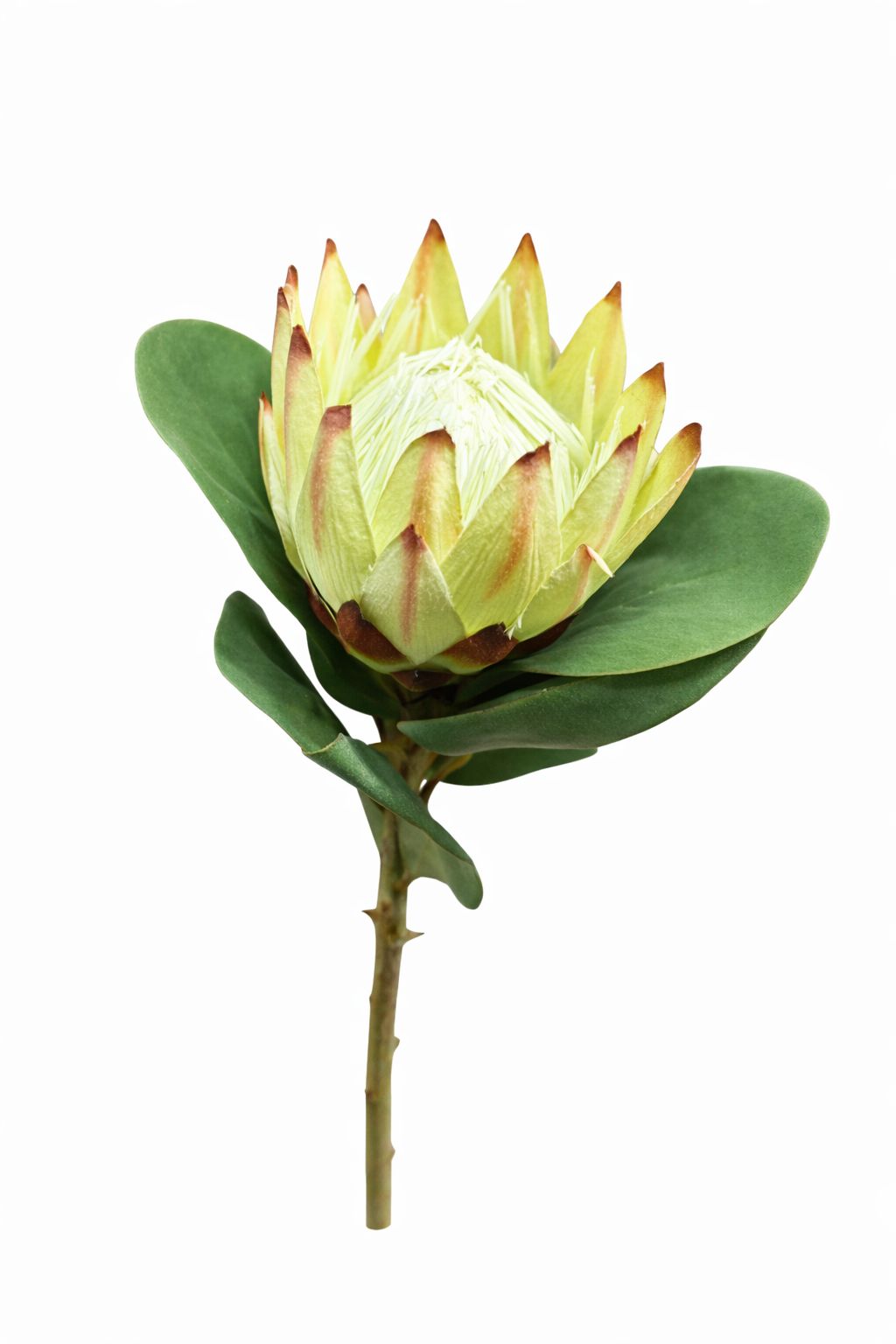 Fiori verdi-rosa