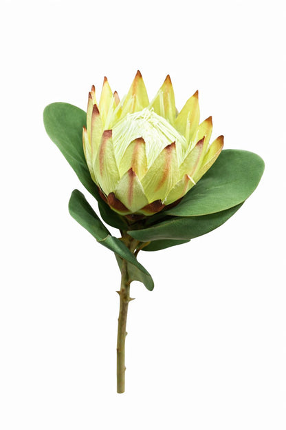 Fiori verdi-rosa