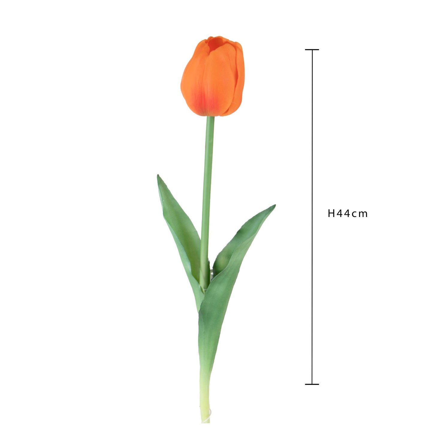 Tulipano arancione| Dino Bianchi