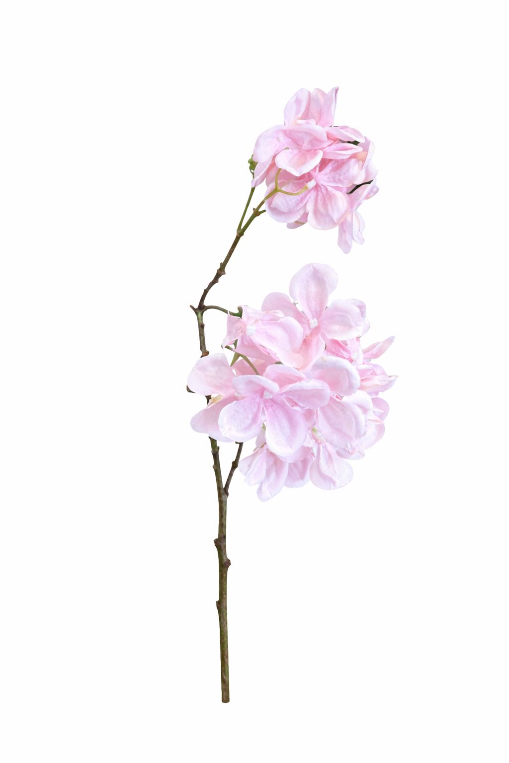 Ortensia rosa| Tobias Deco