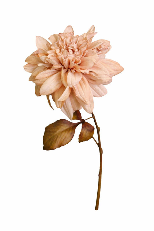 Dalia Beige| Belda