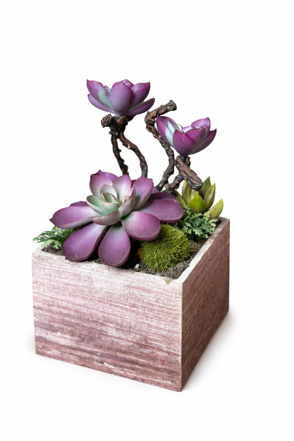 Pianta grassa con vasetto rosa h17xl10| Bruco