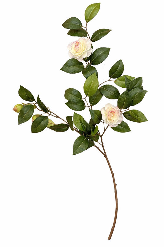 Rose bianche con sfumature rosa