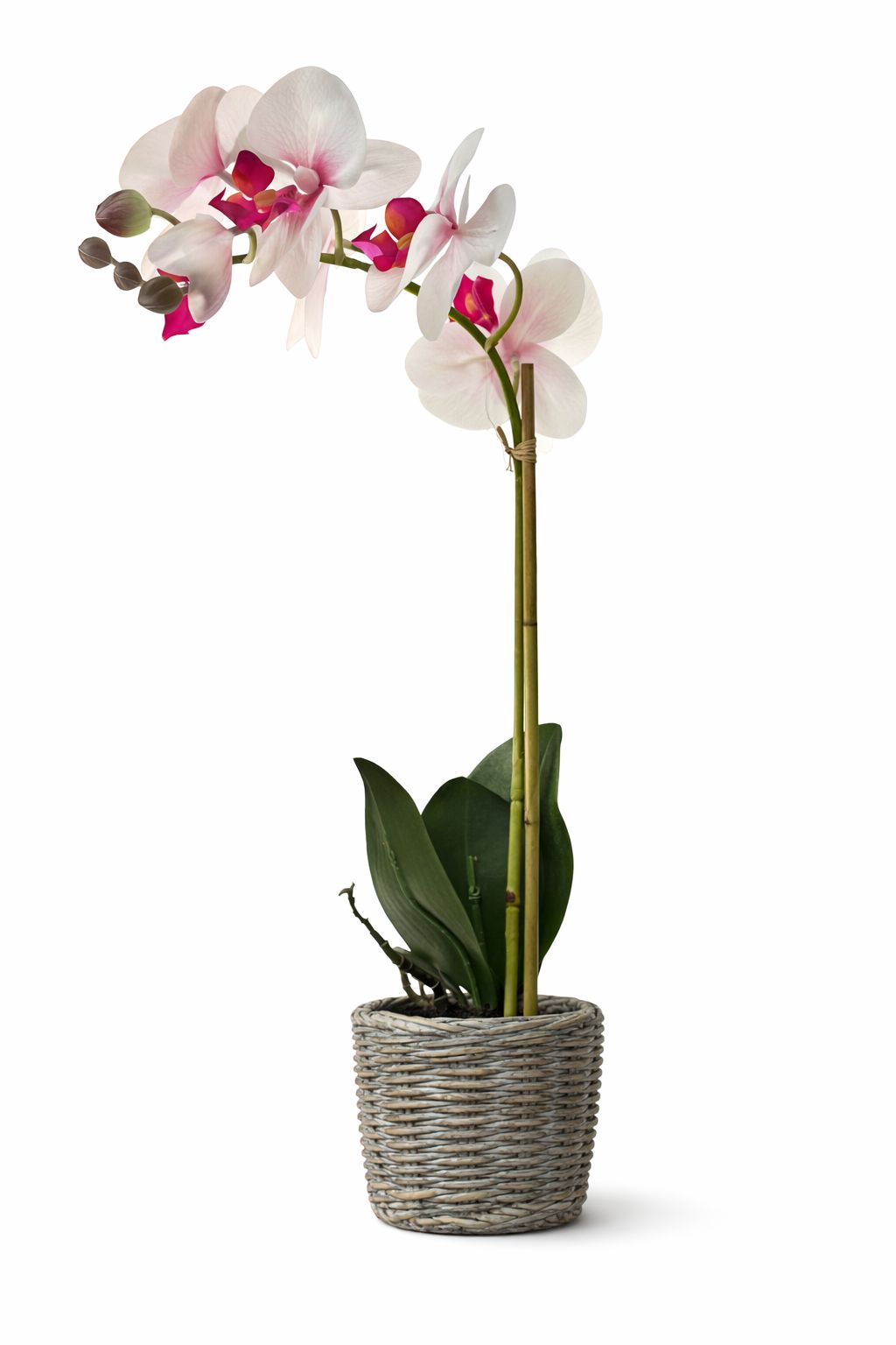 Orchidea  bianca e fucsia con vasetto marrone|Belda