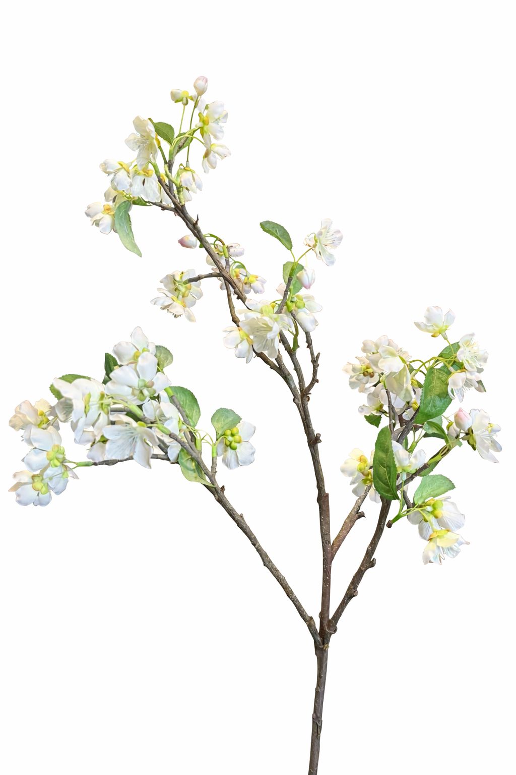 Ramo di Albero di ciliegio |Bruco