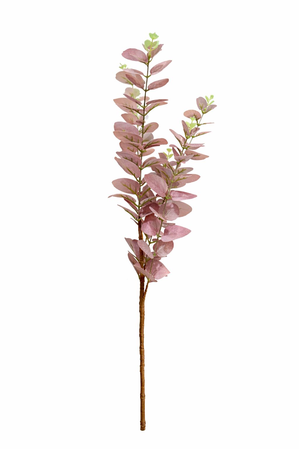 Ramo di Eucalipto |Blanc Mariclò