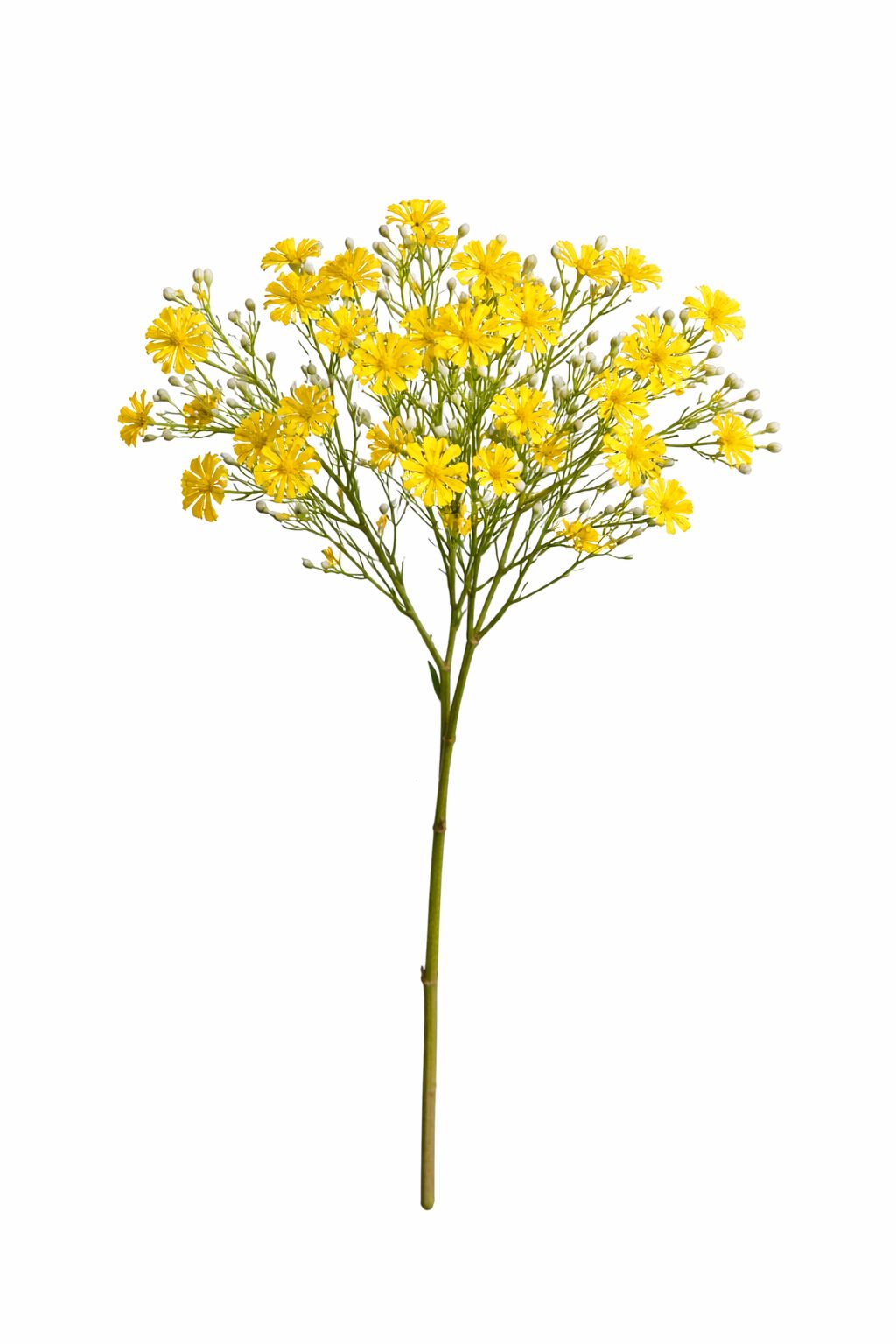 Fiori di Camomilla