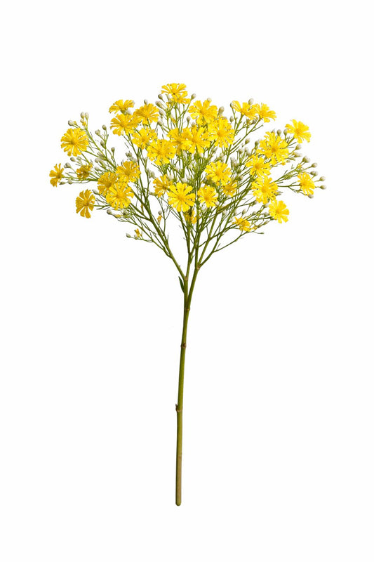 Fiori di Camomilla