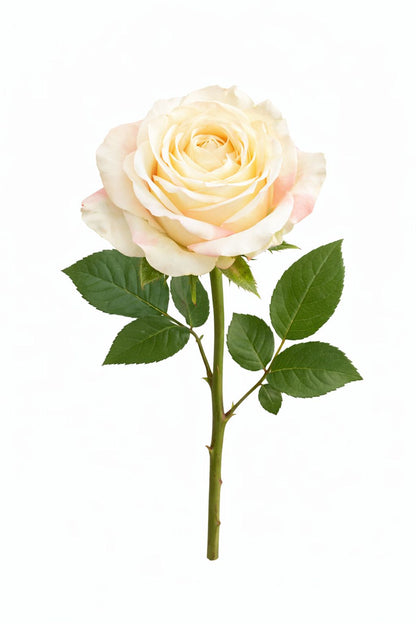 Rosa bianca-arancione