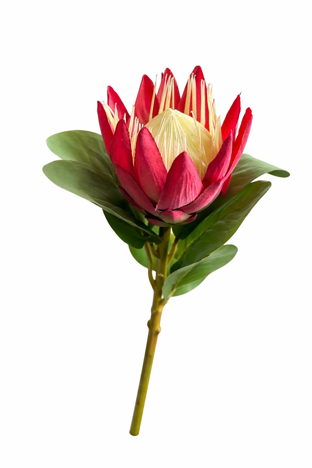 Fiori verdi-rosa