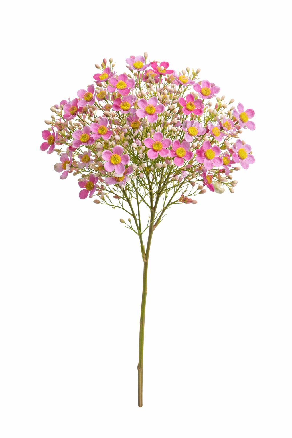Wax flower |Belda