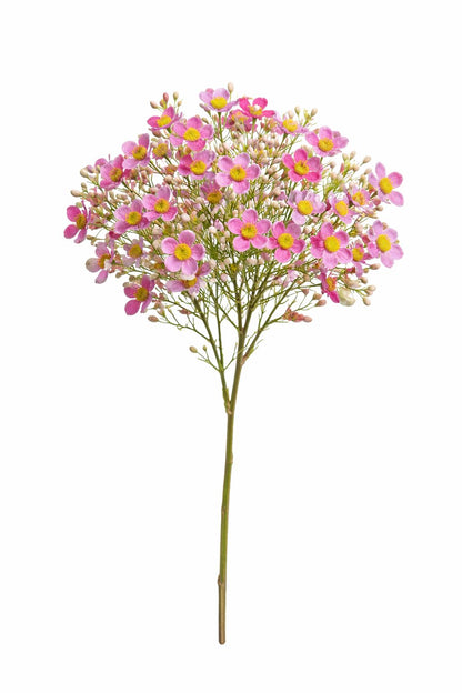 Wax flower |Belda