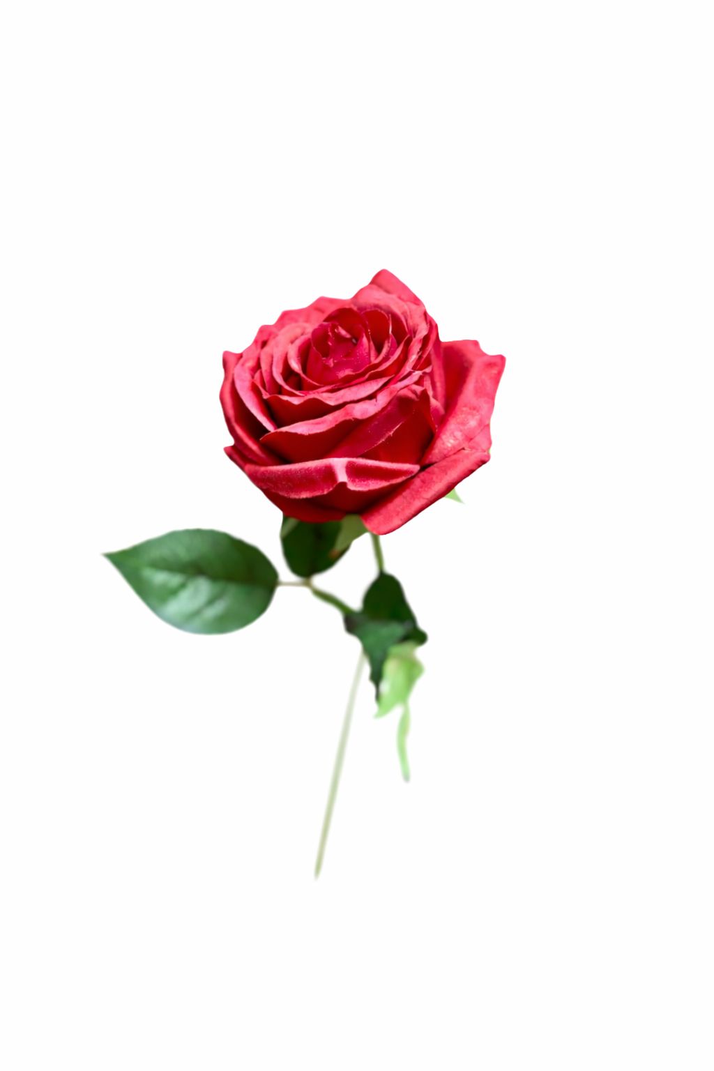 Rosa rossa