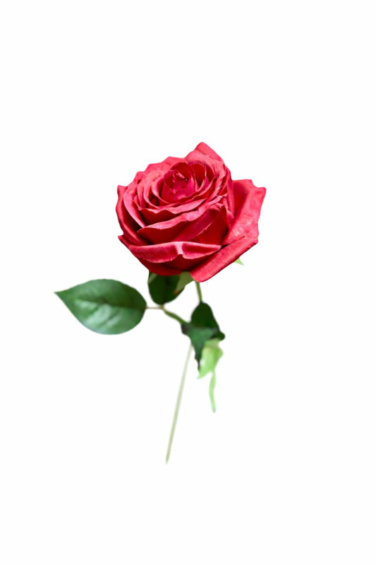 Rosa rossa