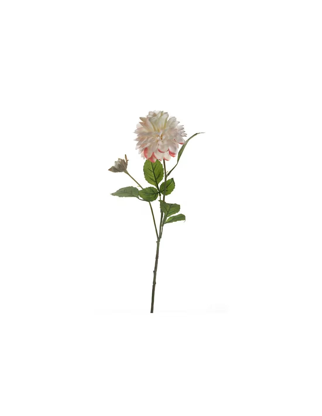 Dalia bianca con bocciolo
